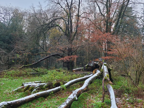 Renovatie Philips de Jongh park Eindhoven - Foto 14