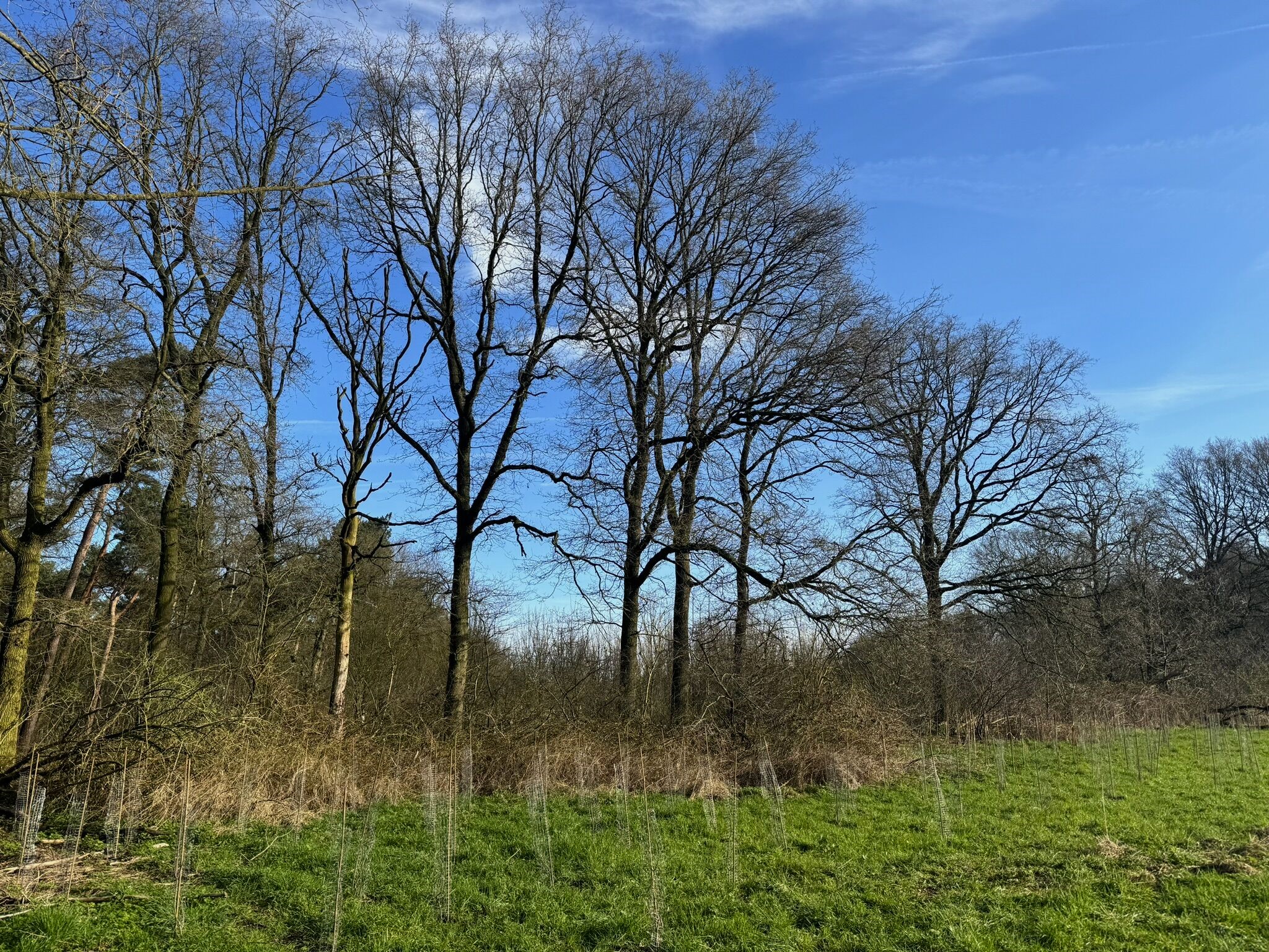 Nieuwe aanplant Noorderbos Tilburg
