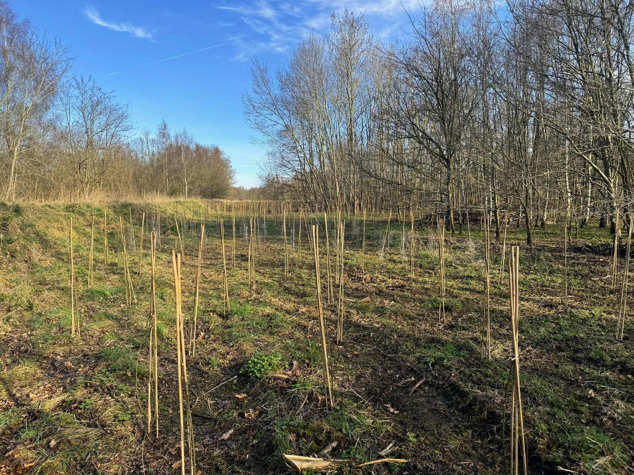 Nieuwe aanplant Noorderbos Tilburg - Foto 1
