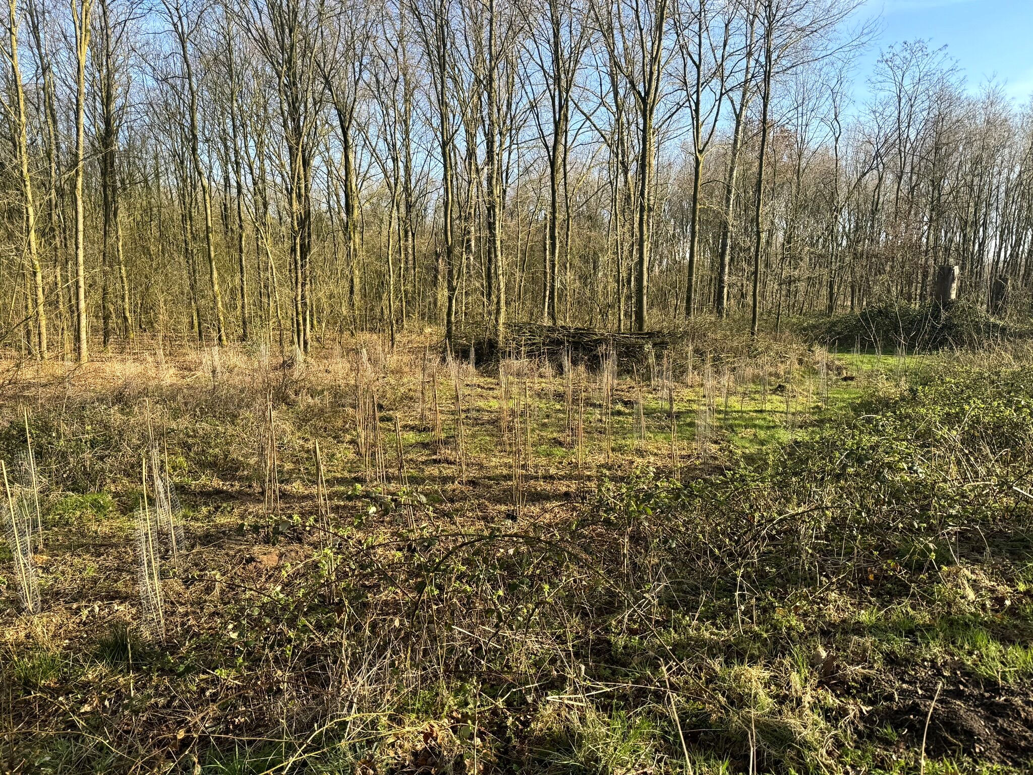 Nieuwe aanplant Noorderbos Tilburg - Foto 2