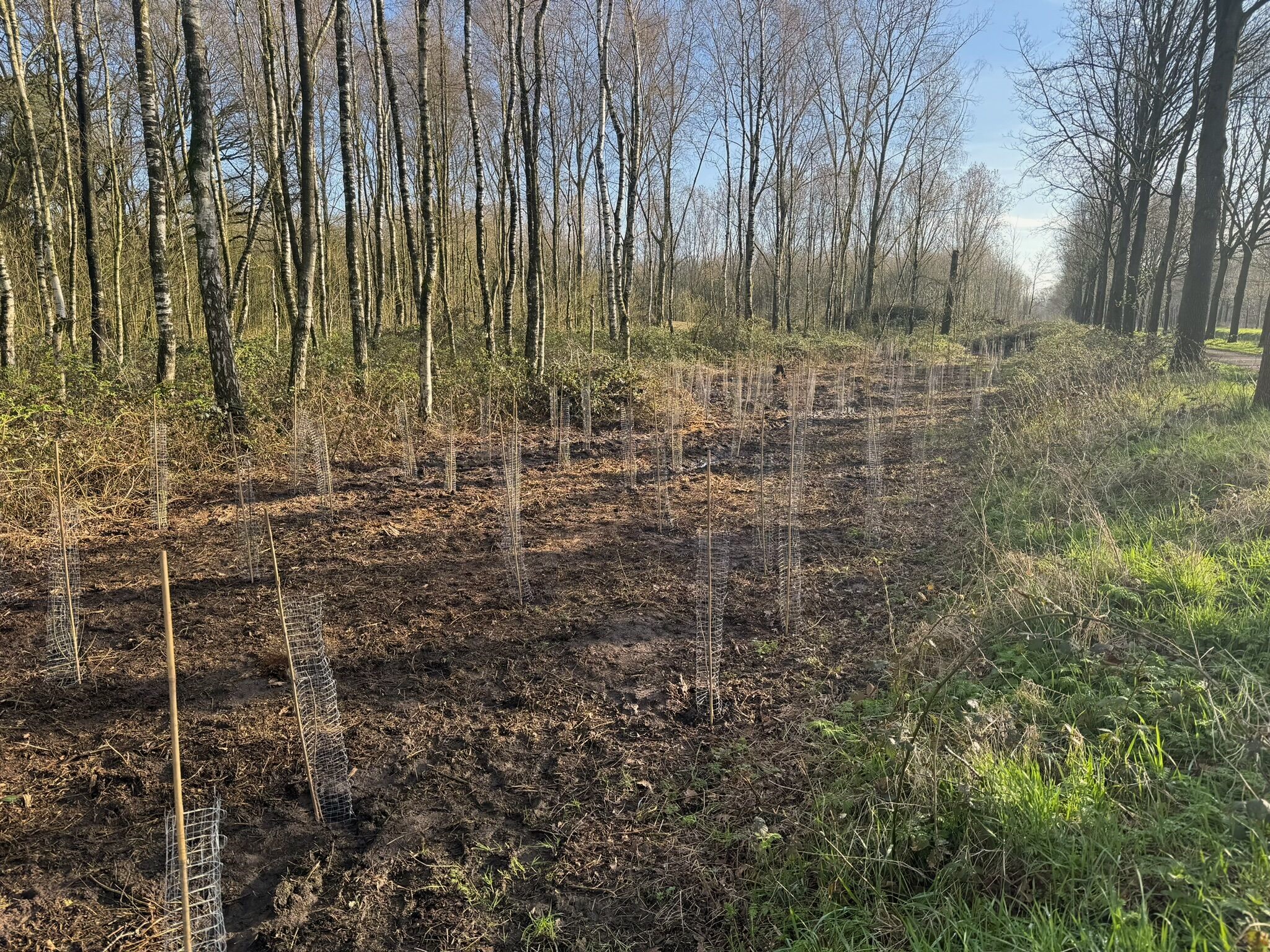 Nieuwe aanplant Noorderbos Tilburg - Foto 3