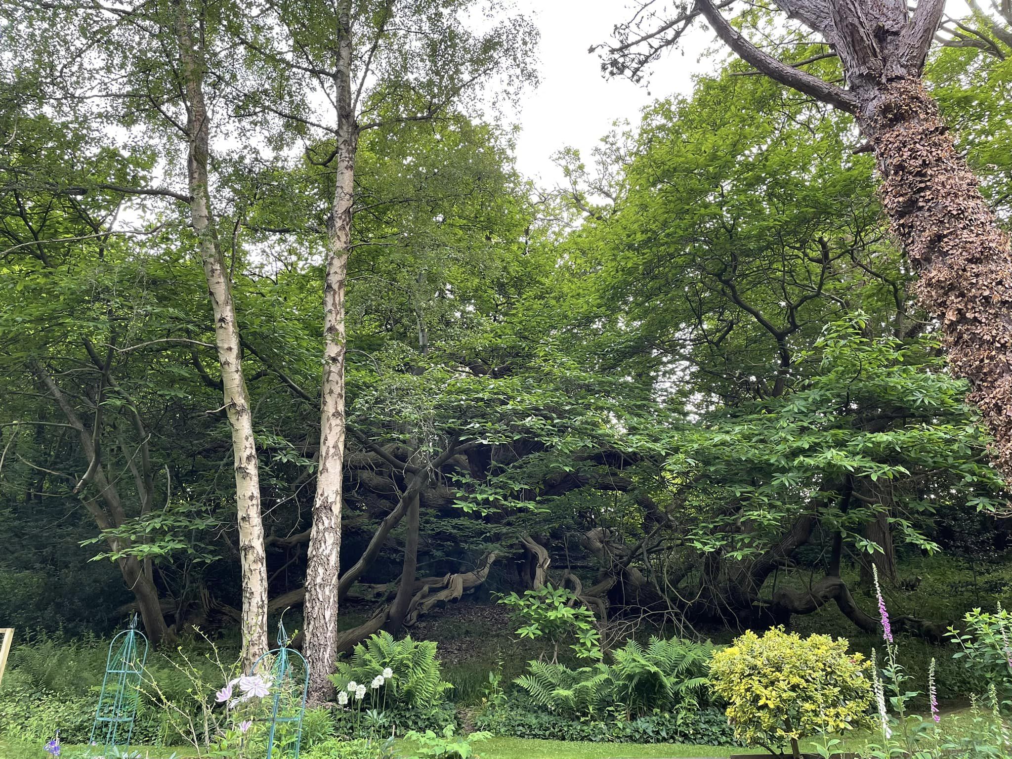 Dikke Bomen Studiereis 2024 - Foto 3