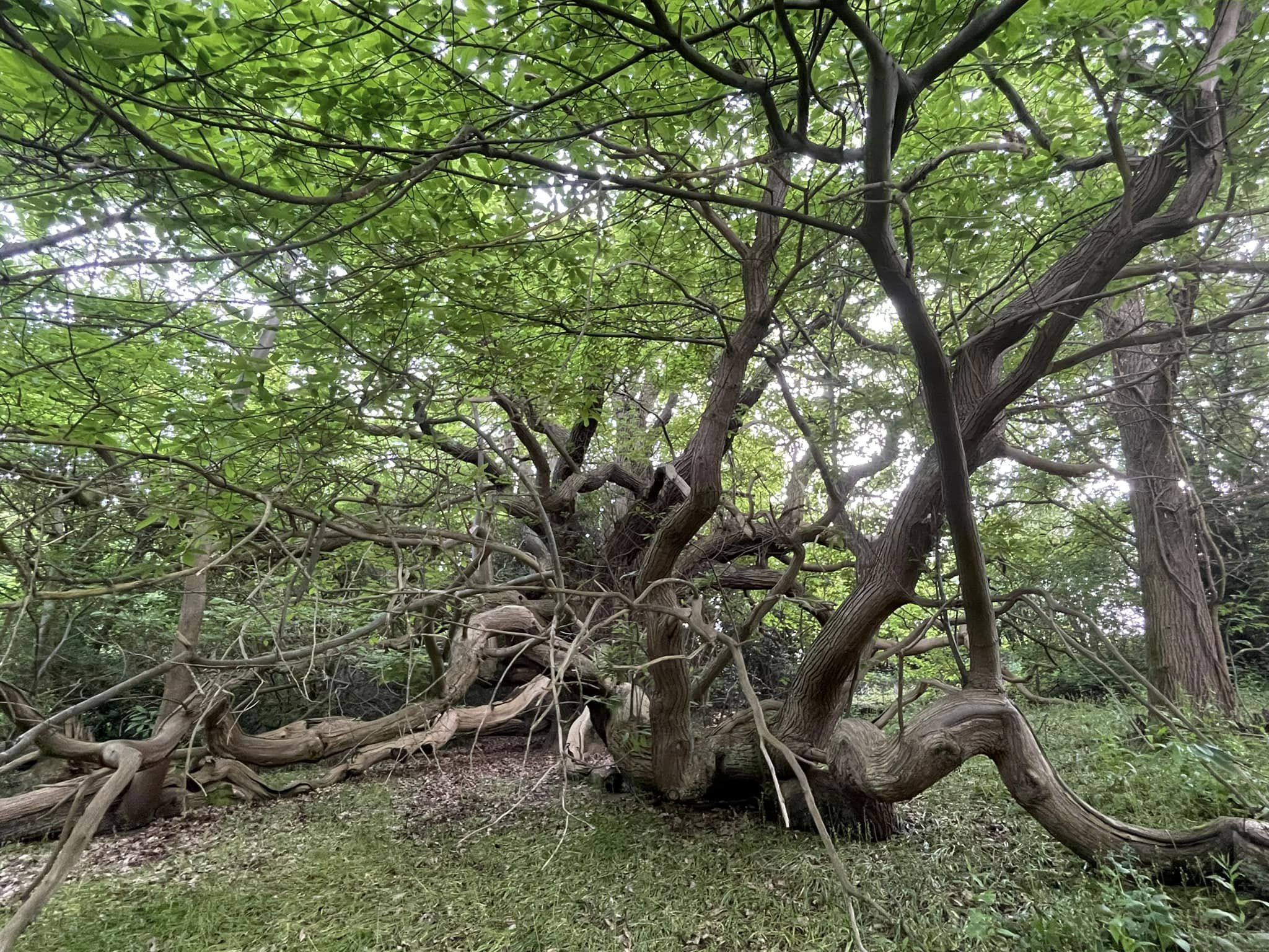 Dikke Bomen Studiereis 2024 - Foto 4