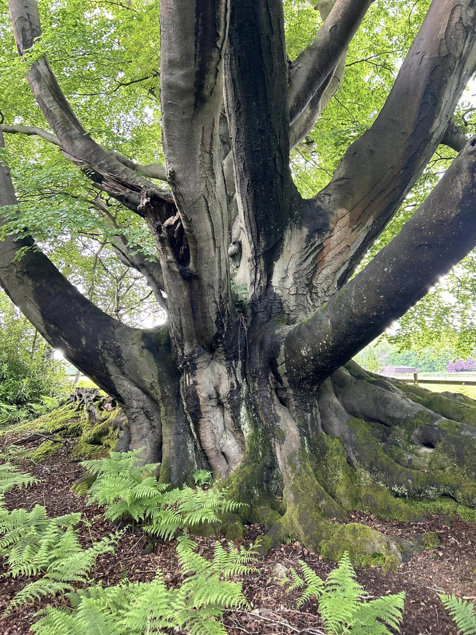 Dikke Bomen Studiereis 2024 - Foto 6