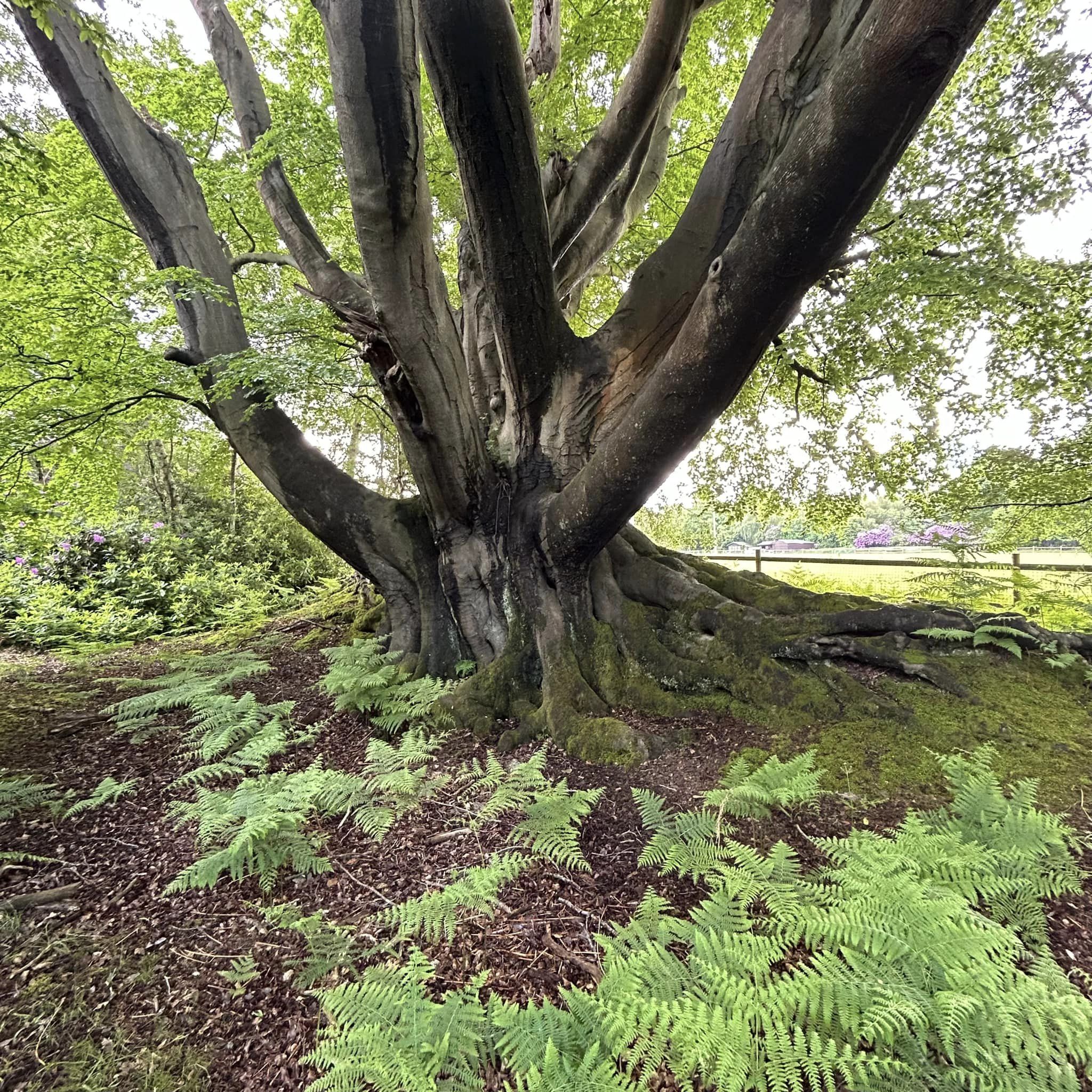 Dikke Bomen Studiereis 2024 - Foto 5