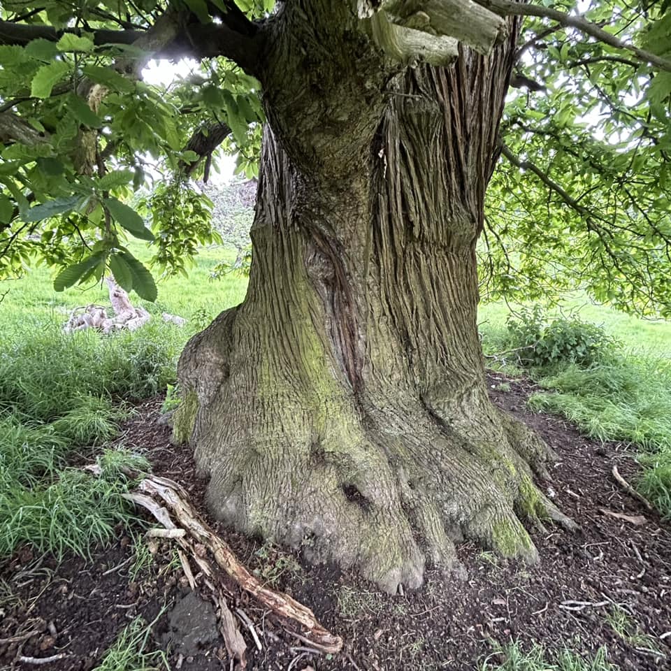 Dikke Bomen Studiereis 2024 - Foto 7