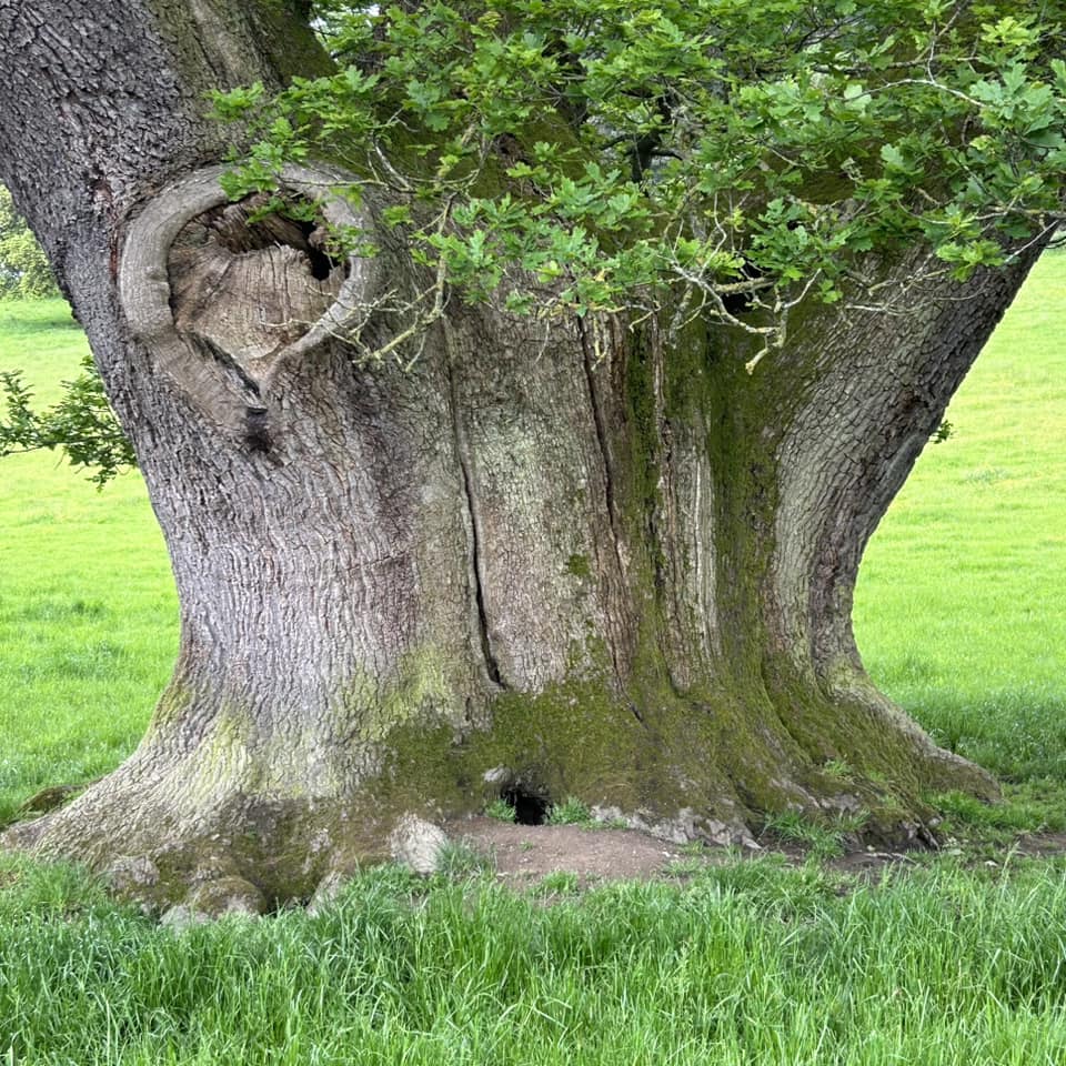 Dikke Bomen Studiereis 2024 - Foto 11
