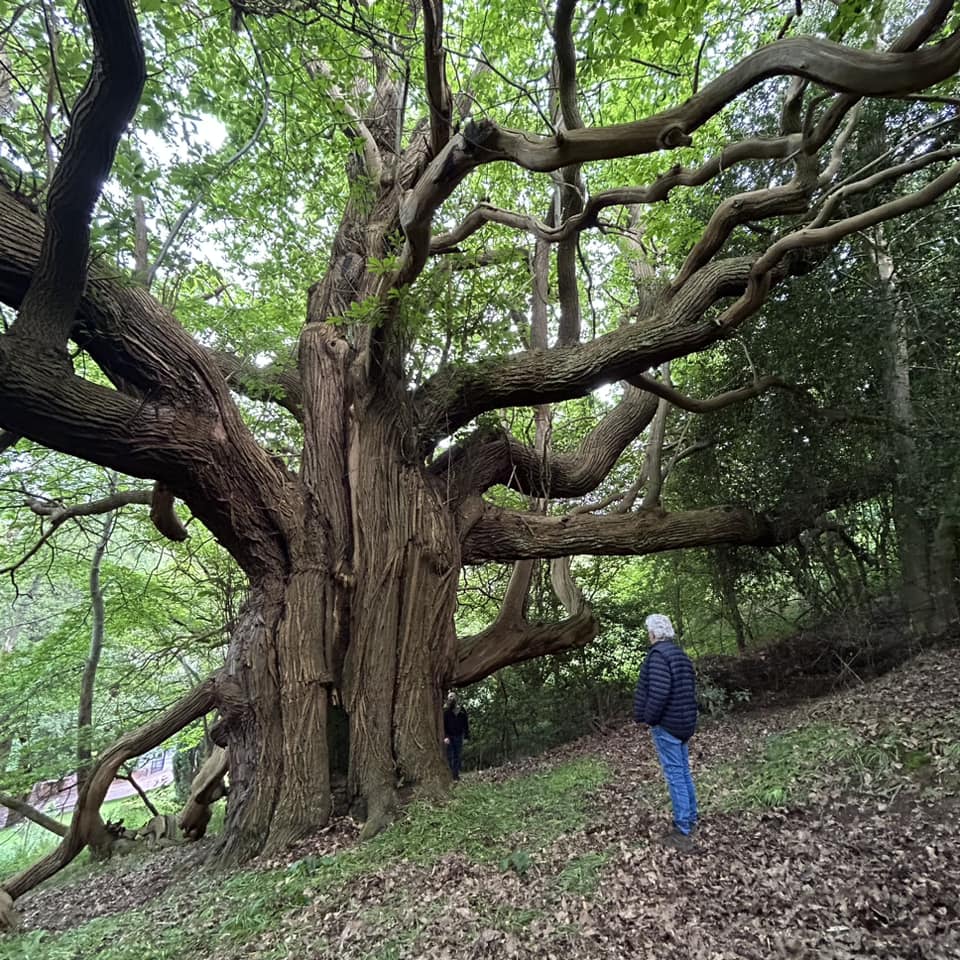 Dikke Bomen Studiereis 2024 - Foto 15