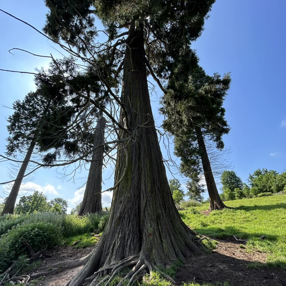 Dikke Bomen Studiereis 2024 - Foto 17