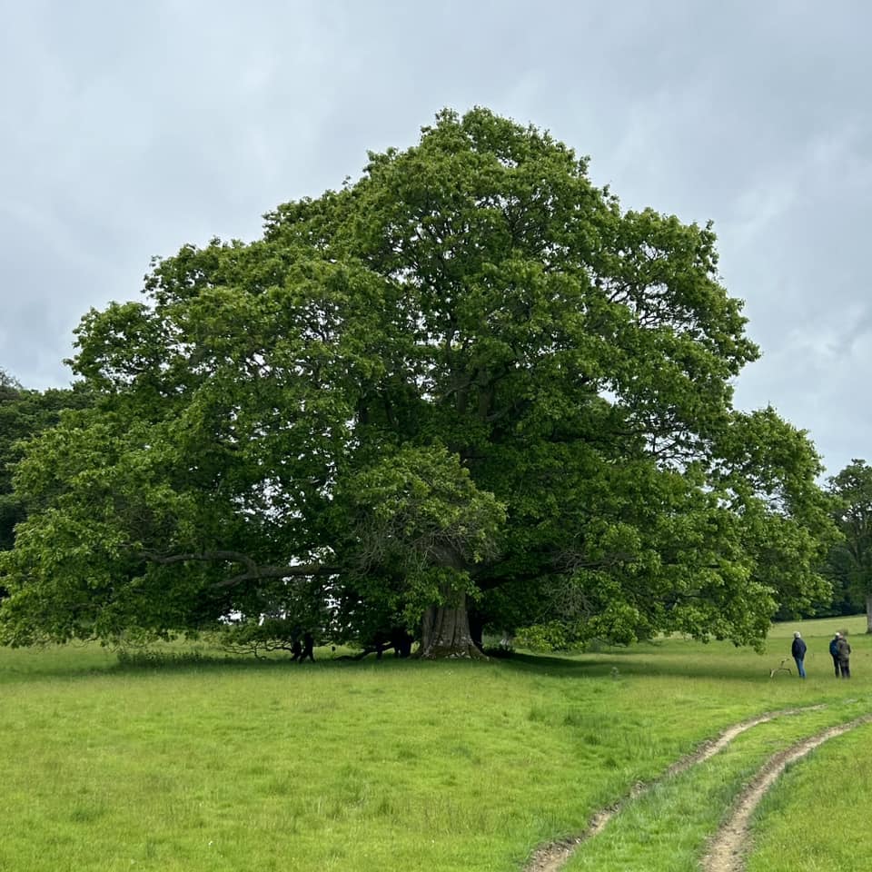 Dikke Bomen Studiereis 2024 - Foto 18