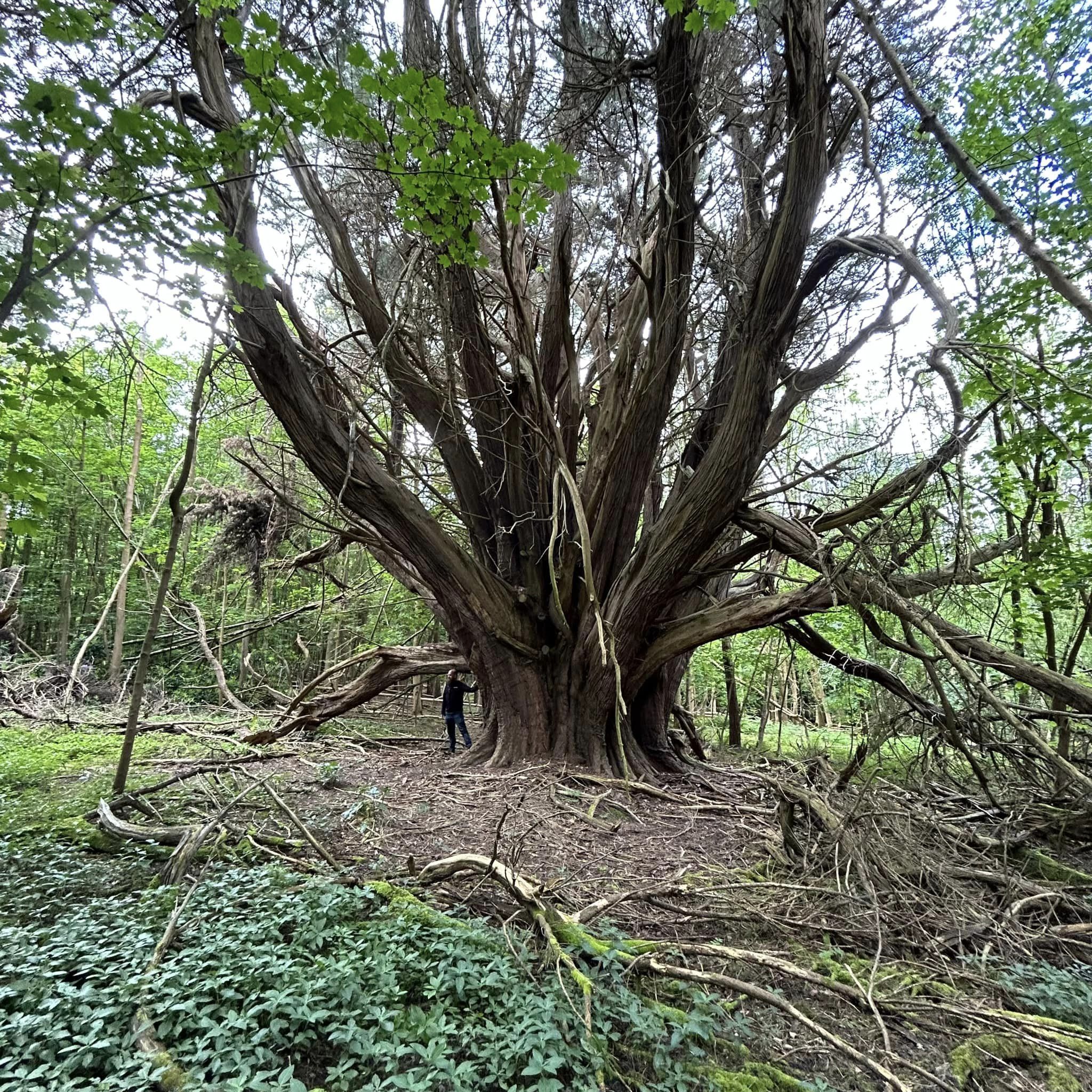 Dikke Bomen Studiereis 2024 - Foto 22