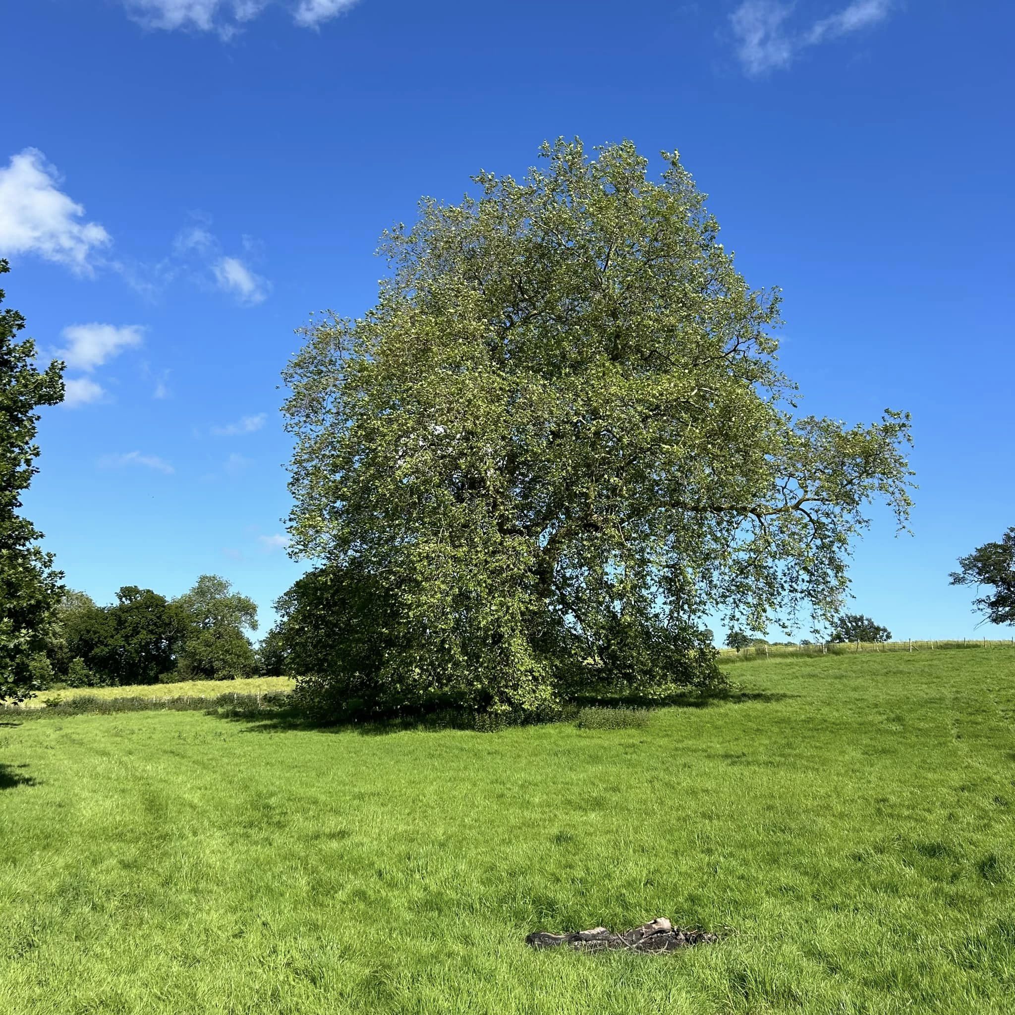 Dikke Bomen Studiereis 2024 - Foto 27