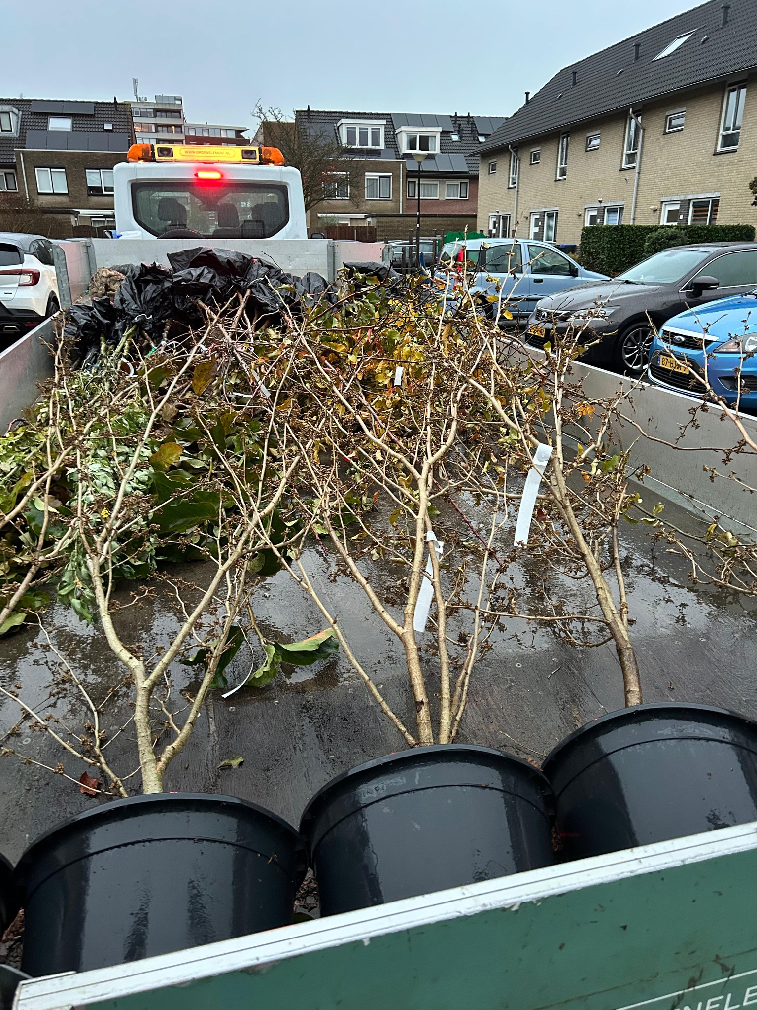 Boomfeestdag Woerden - Foto 3