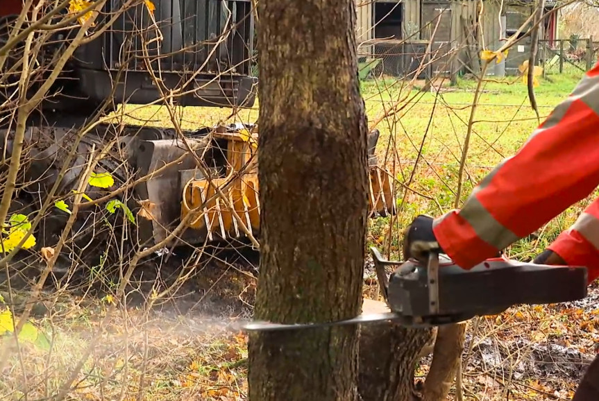 Emissie-vrij snoeiwerk Roosendaal - Foto 2