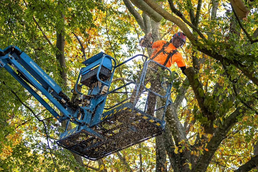 Boomrooier / boomverzorger ETW
