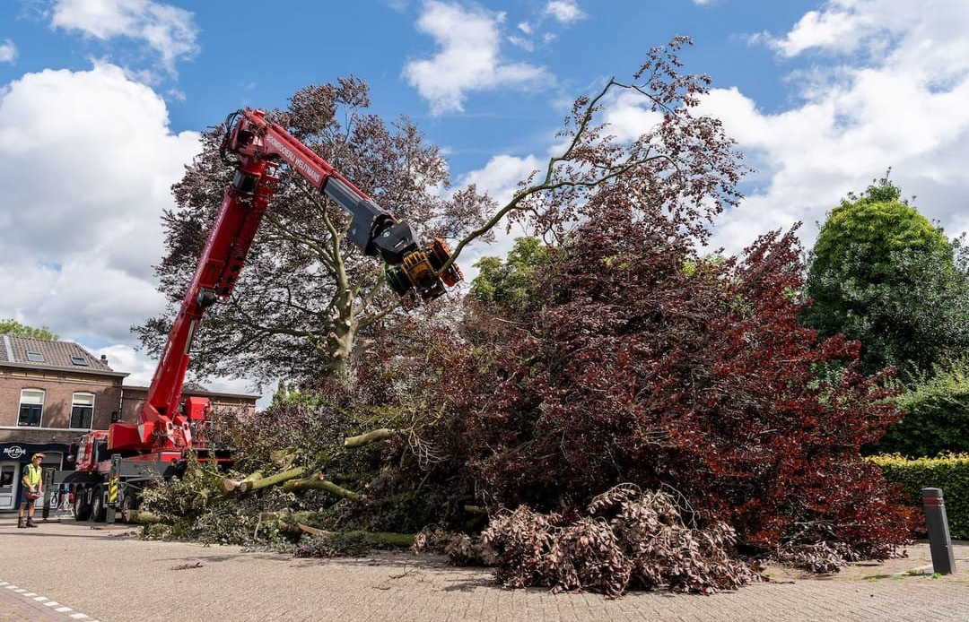 Monumentale rode beuk Grotestraat Waalwijk - Foto 2