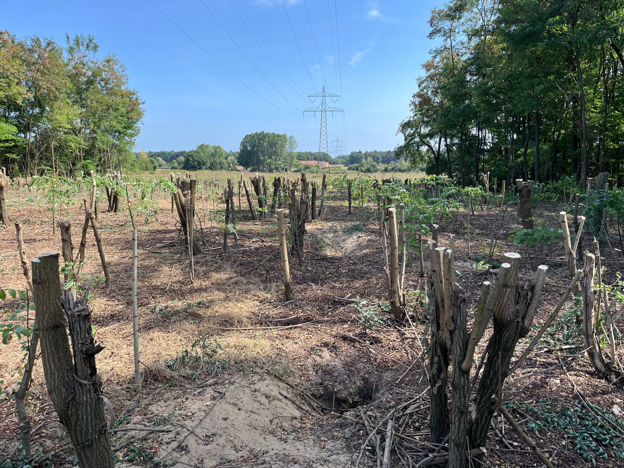 Groenbeheer TenneT zorgvuldige spanning