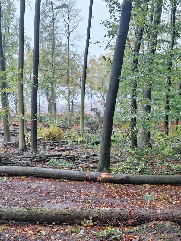 Driehoeksbos, Eindhoven - Foto 3