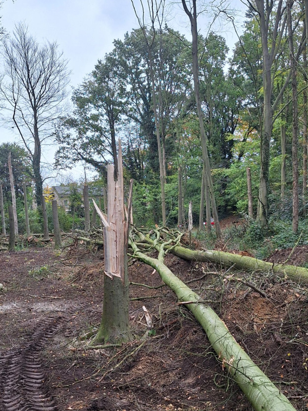 Driehoeksbos, Eindhoven - Foto 4