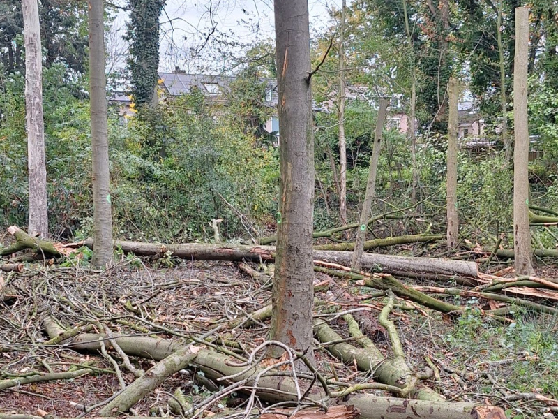 Driehoeksbos, Eindhoven - Foto 5