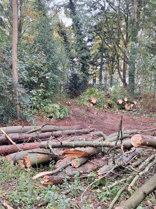 Driehoeksbos, Eindhoven - Foto 2