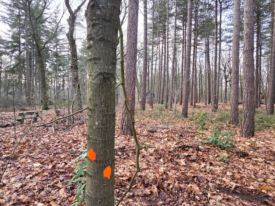 Bosbeheer en publieksvoorlichting in Tilburg - Foto 7