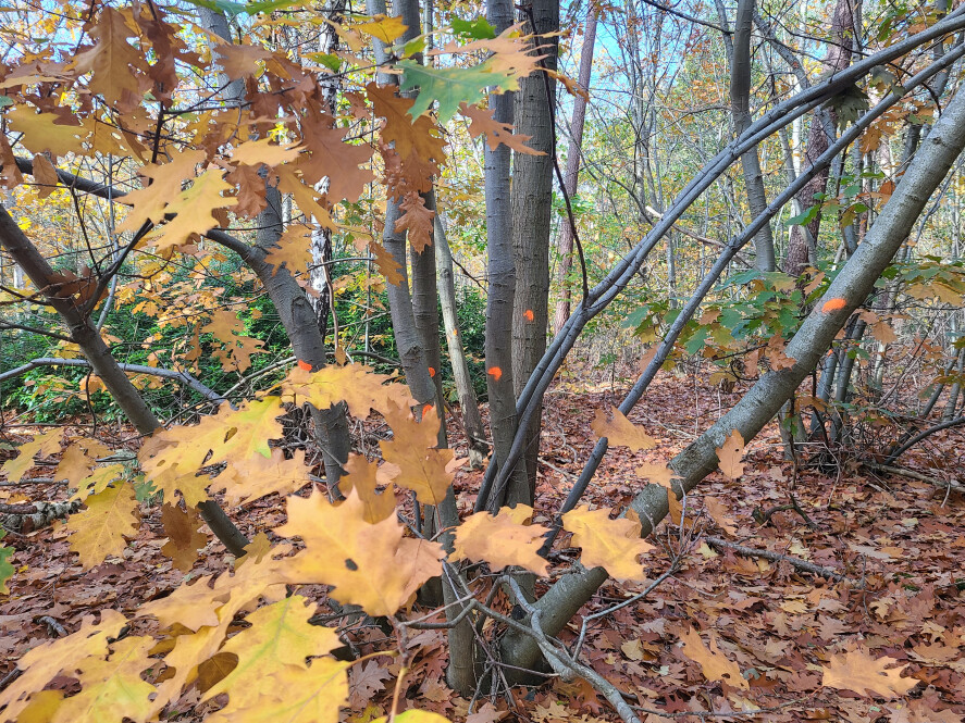 Bosbeheer en publieksvoorlichting in Tilburg - Foto 10