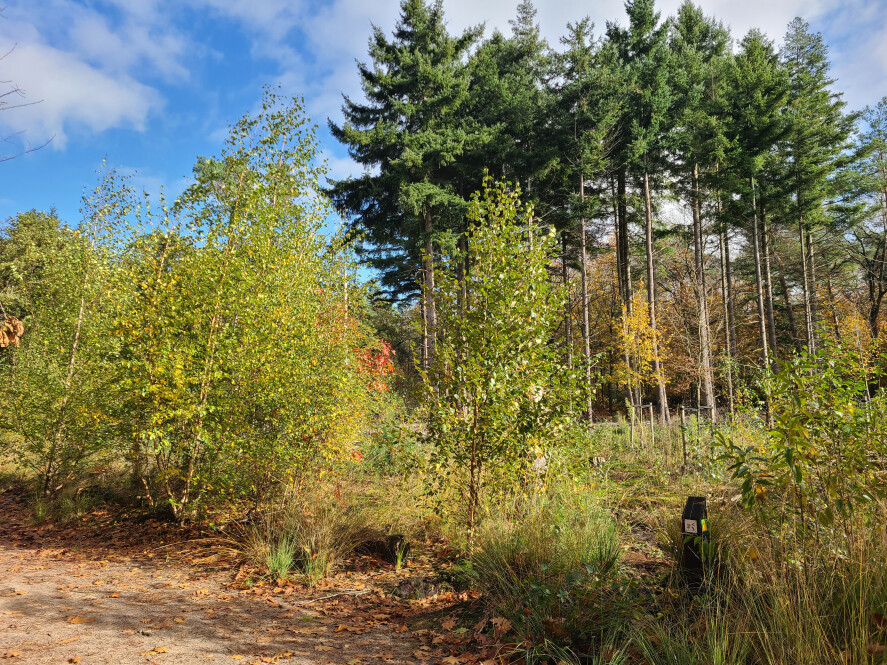 Bosbeheer en publieksvoorlichting in Tilburg - Foto 5