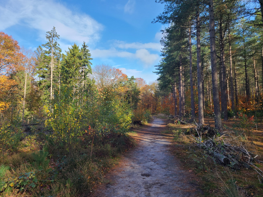 Bosbeheer en publieksvoorlichting in Tilburg - Foto 3