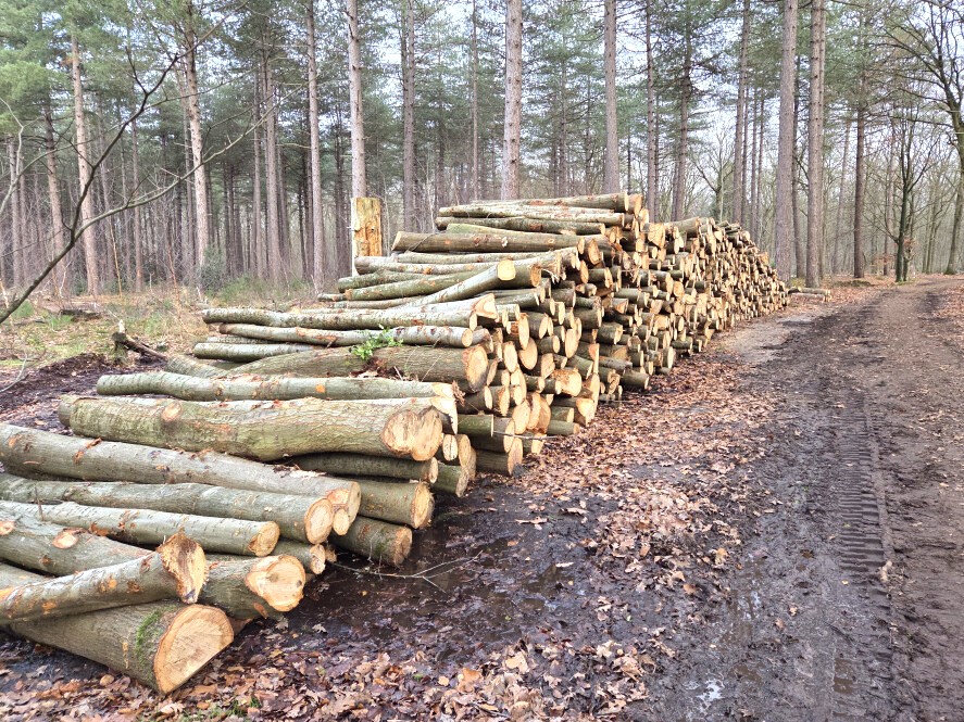 Bosbeheer en publieksvoorlichting in Tilburg - Foto 14