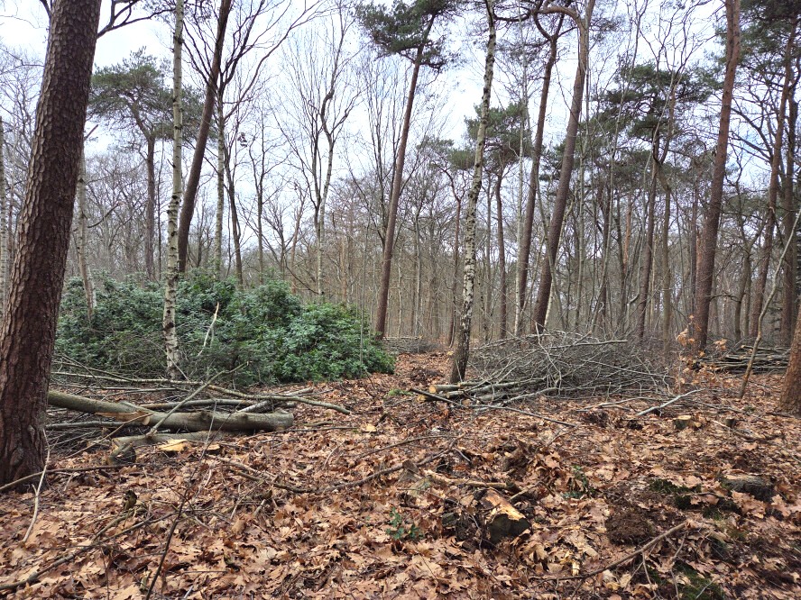 Bosbeheer en publieksvoorlichting in Tilburg - Foto 12