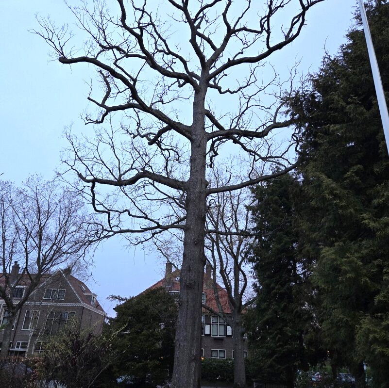 Vervangen zomereik Voorburg - Foto 1
