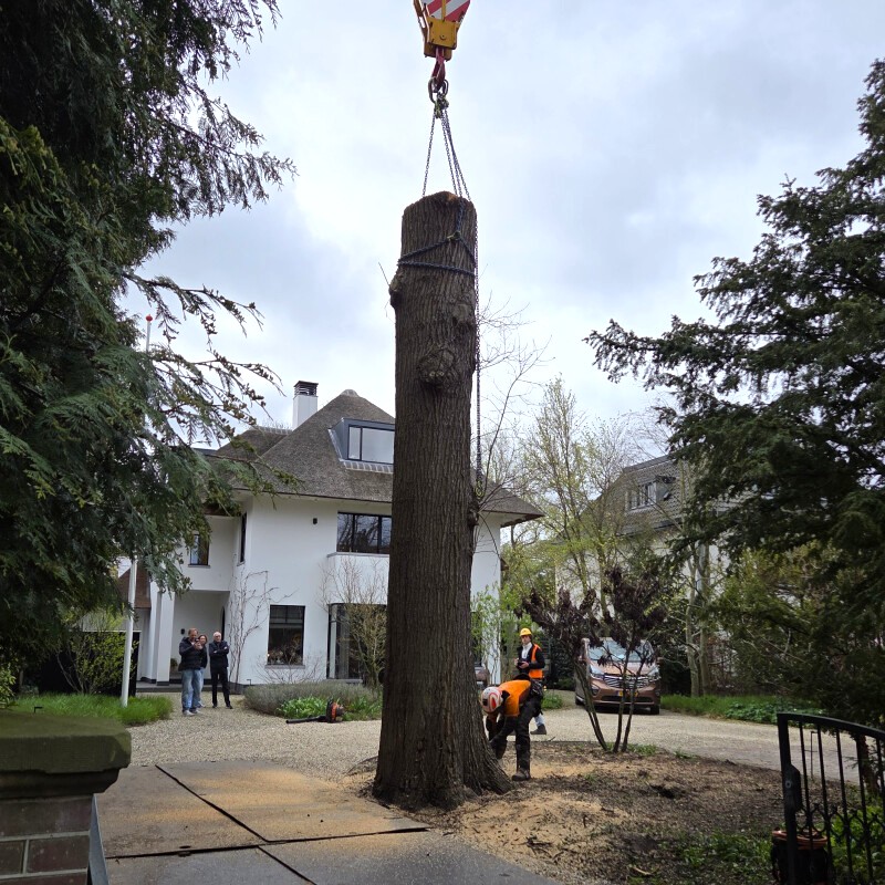 Vervangen zomereik Voorburg - Foto 5