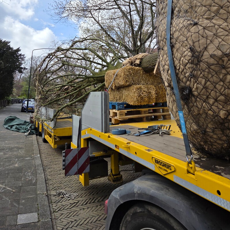 Vervangen zomereik Voorburg - Foto 9