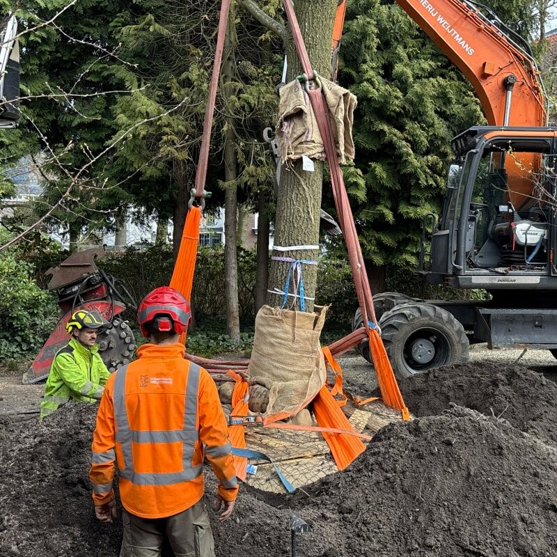 Vervangen zomereik Voorburg - Foto 11
