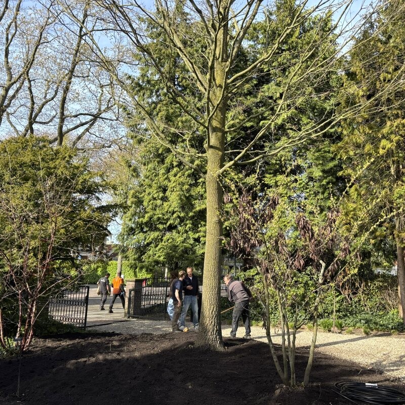 Vervangen zomereik Voorburg - Foto 12