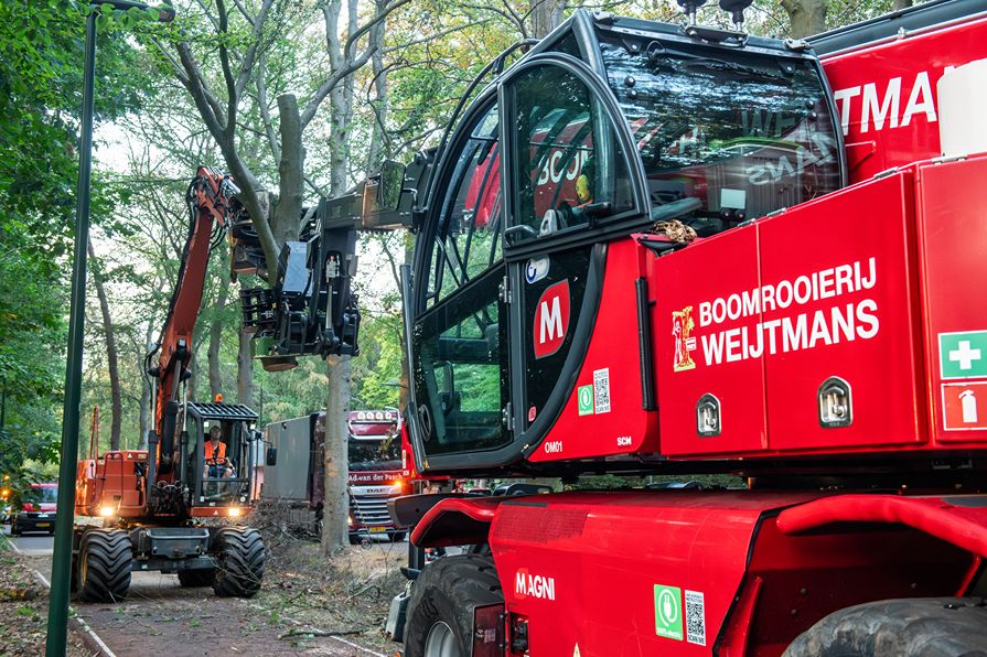 Bomen rooien Oisterwijk - Foto 1
