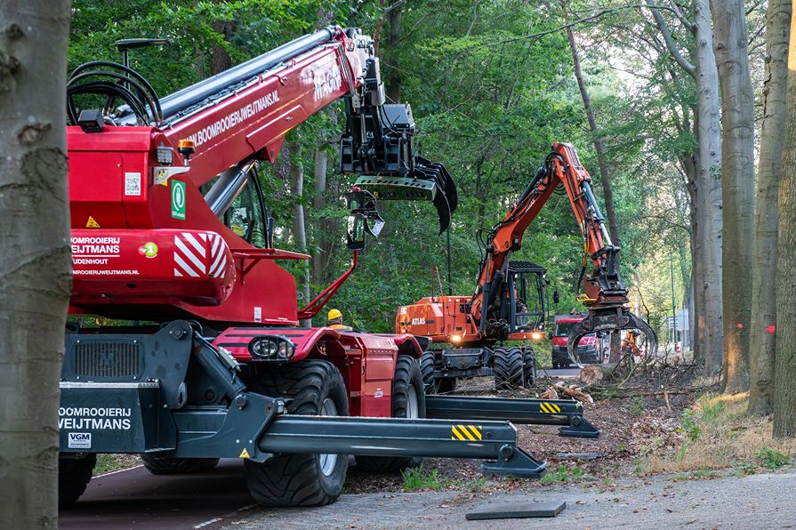Bomen rooien Oisterwijk - Foto 3