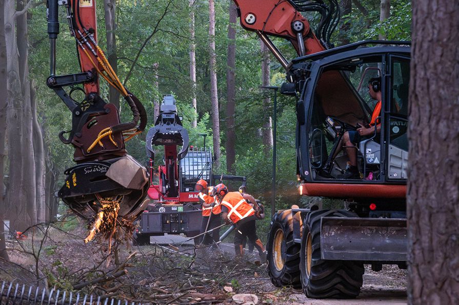 Bomen rooien Oisterwijk - Foto 8