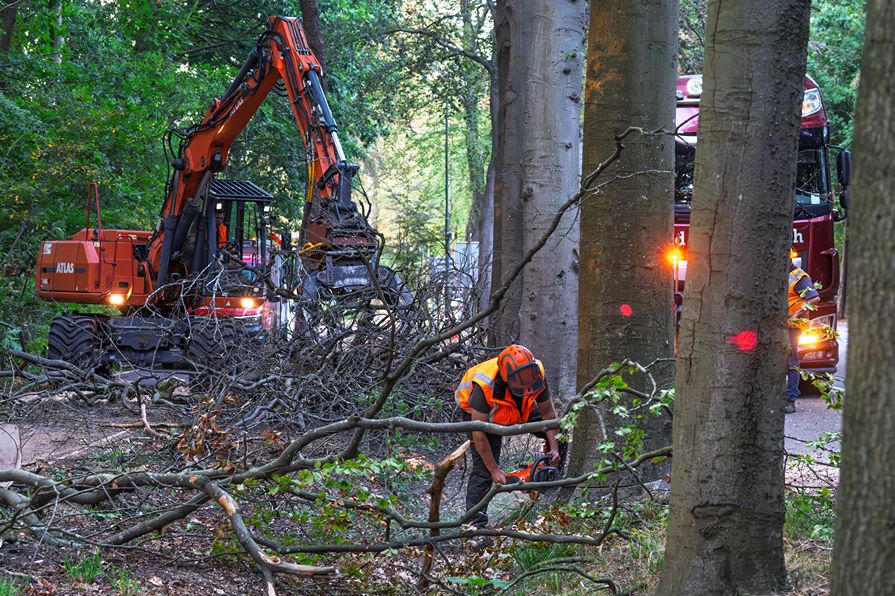 Bomen rooien Oisterwijk - Foto 12