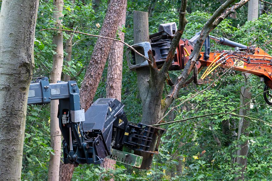 Bomen rooien Oisterwijk - Foto 15
