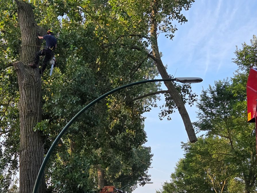 Woerden Populieren langs drukke weg - Foto 7