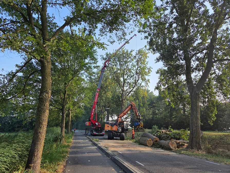 Woerden Populieren langs drukke weg - Foto 10