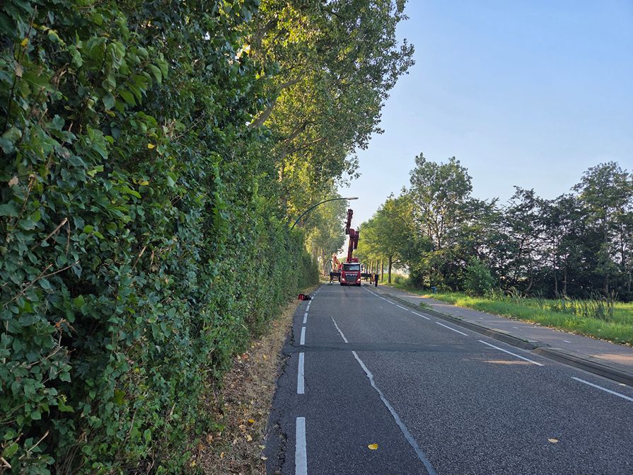Woerden Populieren langs drukke weg - Foto 11