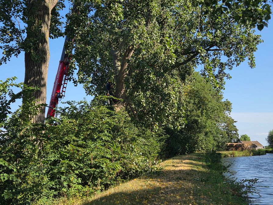 Woerden Populieren langs drukke weg - Foto 15