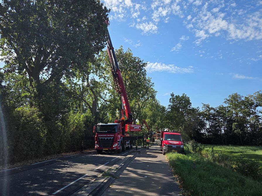 Woerden Populieren langs drukke weg - Foto 16
