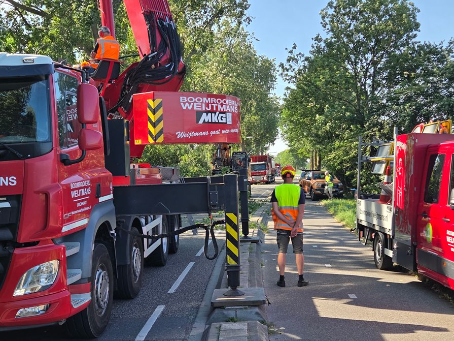 Woerden Populieren langs drukke weg - Foto 17