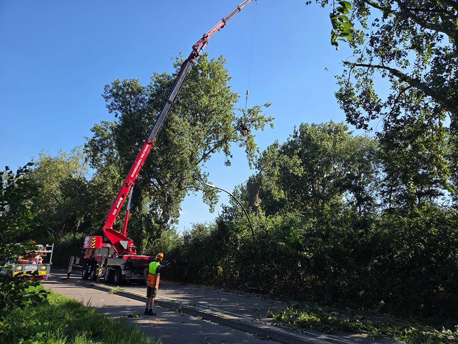 Woerden Populieren langs drukke weg - Foto 21