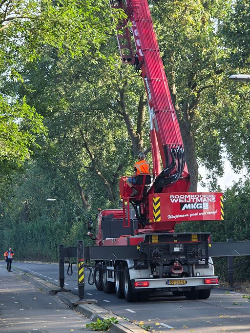 Woerden Populieren langs drukke weg - Foto 24