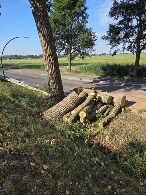 Woerden Populieren langs drukke weg - Foto 26